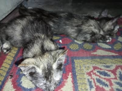 Two female kittens age 2 months only