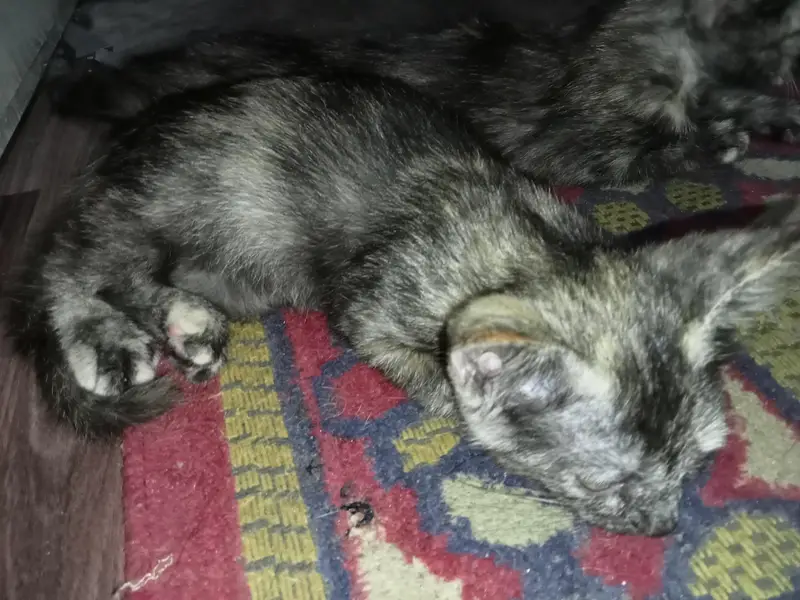 Two female kittens age 2 months only — photo 2
