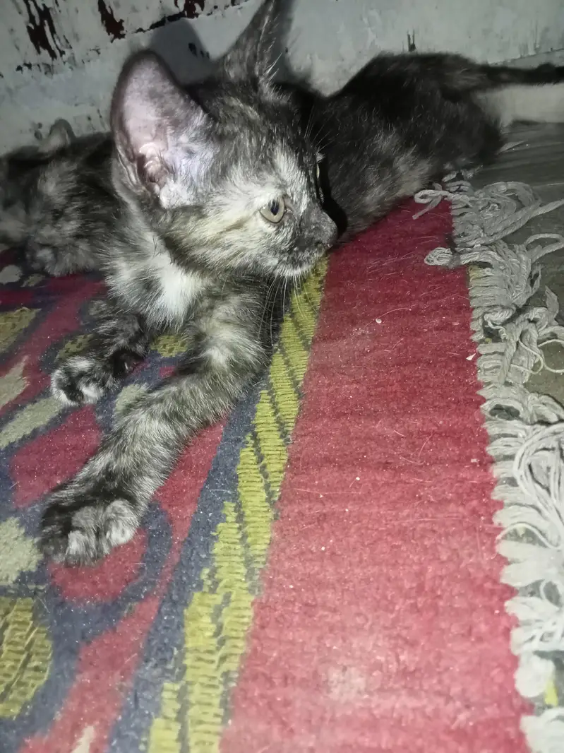 Two female kittens age 2 months only — photo 3