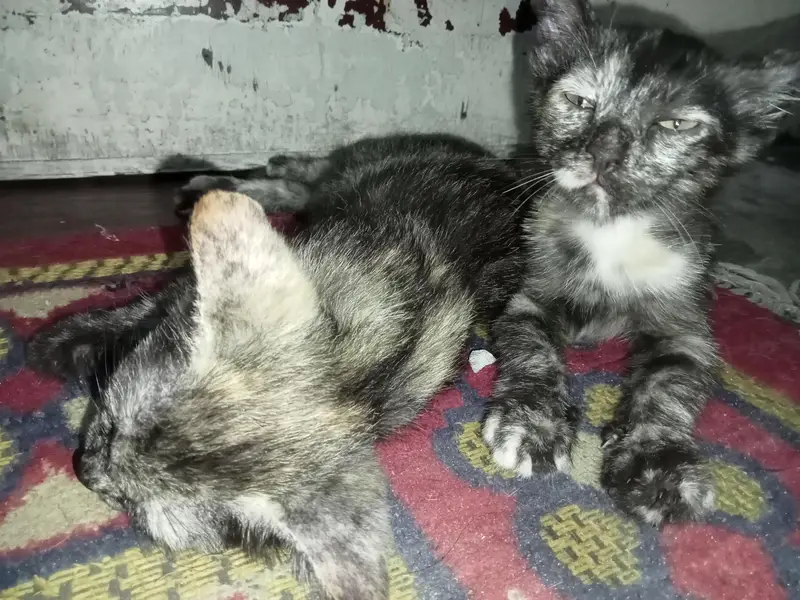 Two female kittens age 2 months only — photo 4