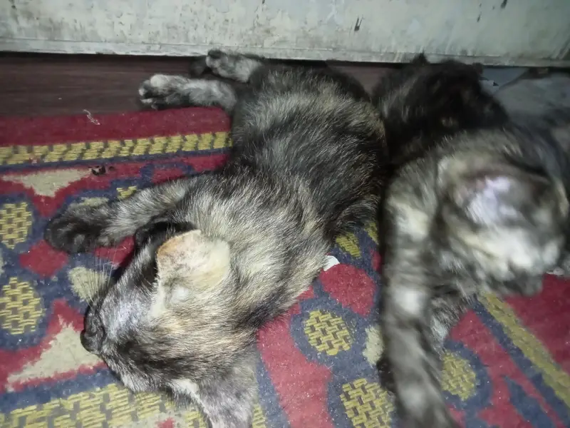 Two female kittens age 2 months only — photo 5
