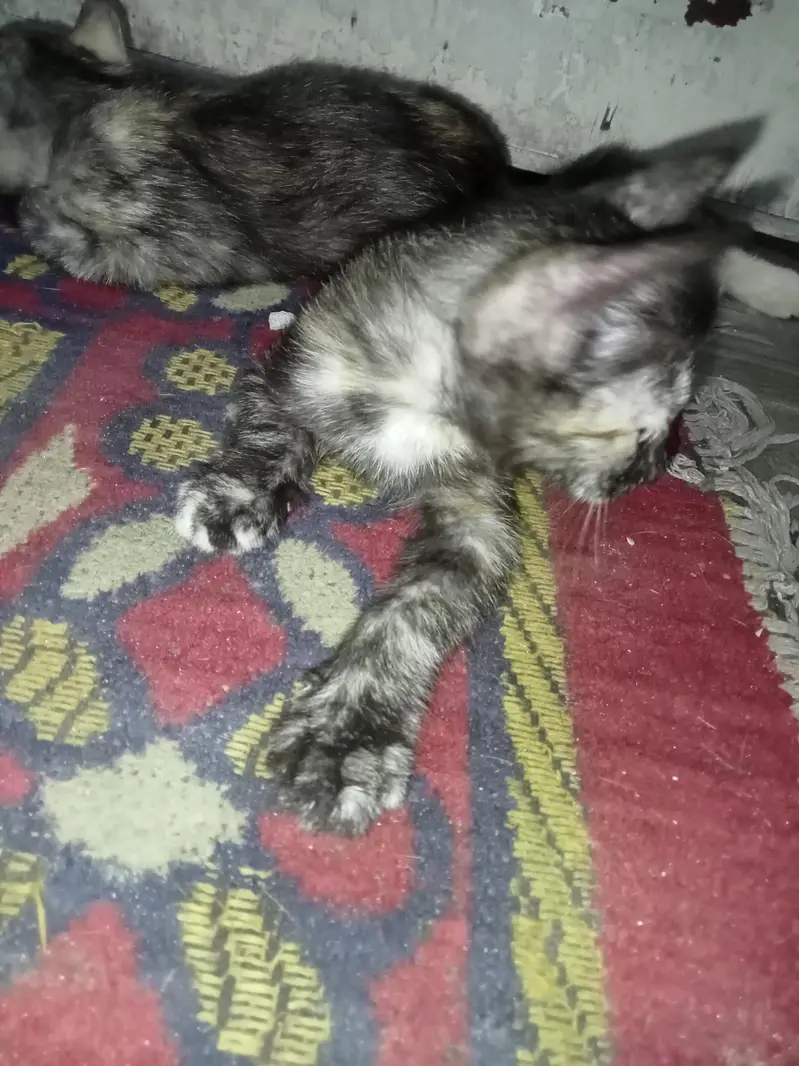 Two female kittens age 2 months only — photo 6