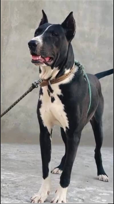 Bully Gultair Dog