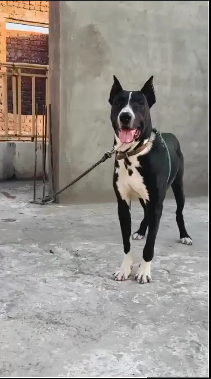 Bully Gultair Dog — photo 2