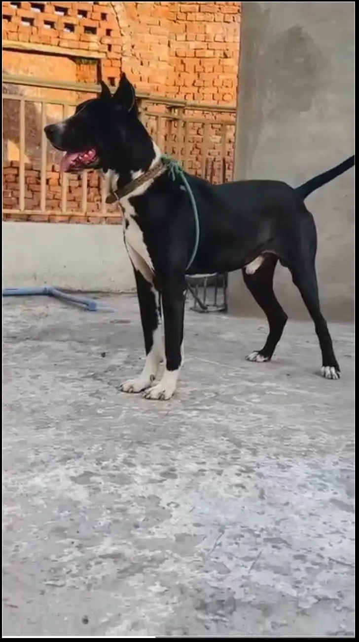 Bully Gultair Dog — photo 3