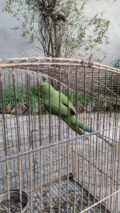 PARROT