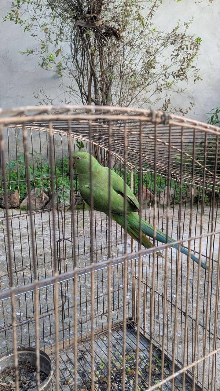 PARROT 0