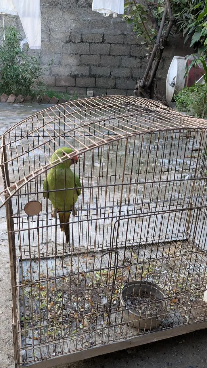PARROT — photo 2