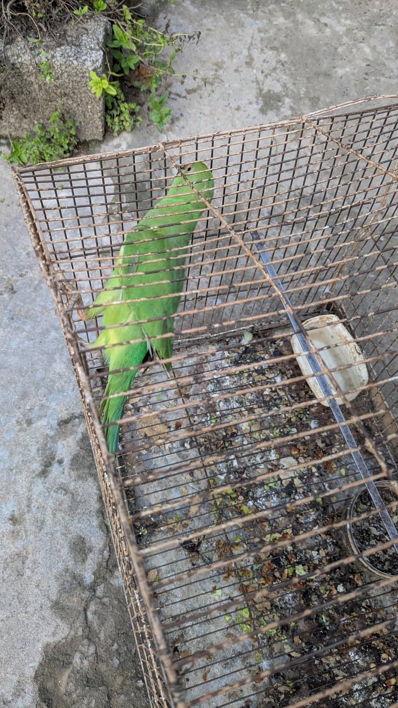 PARROT 2