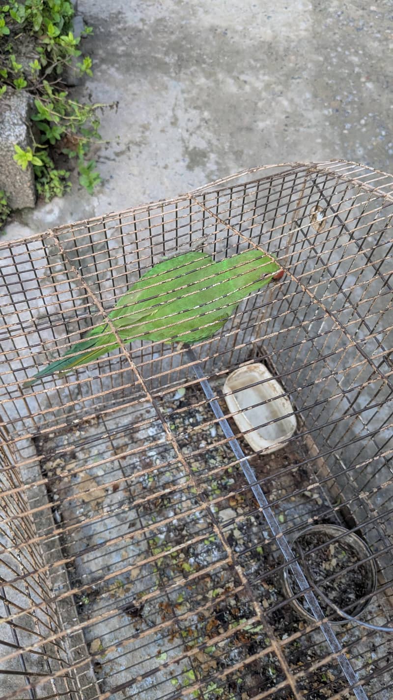 PARROT 4