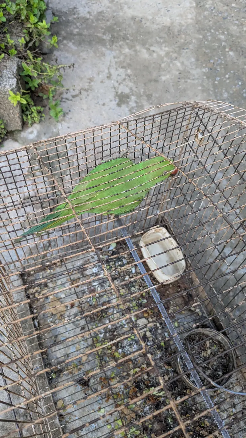 PARROT — photo 5