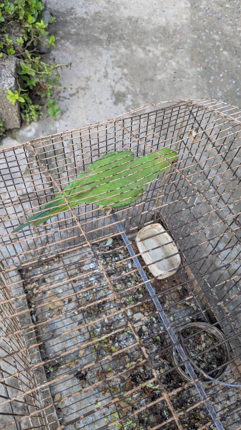 PARROT 5