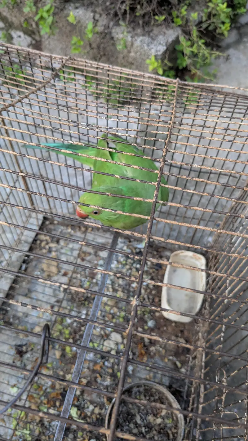 PARROT — photo 8