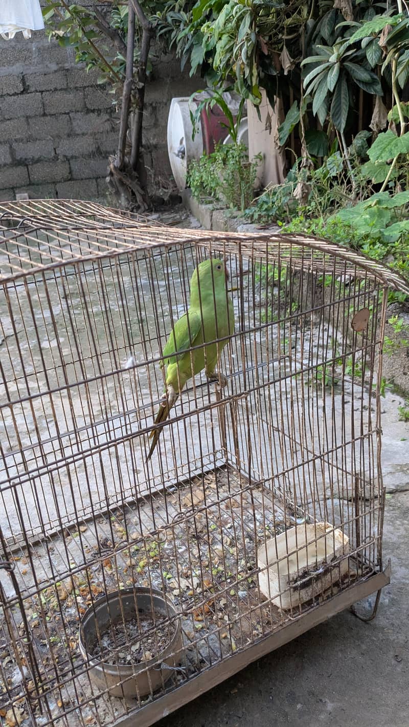 PARROT 8