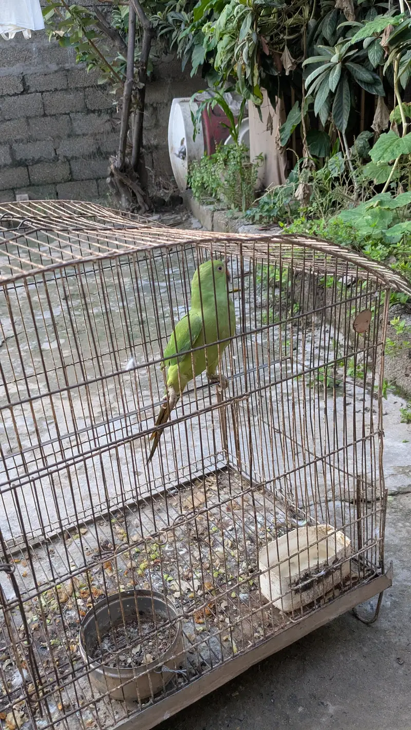 PARROT — photo 9