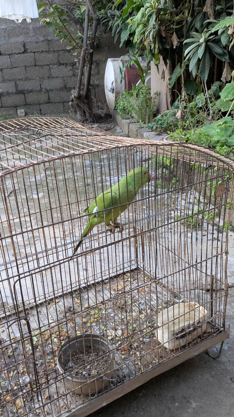 PARROT 9