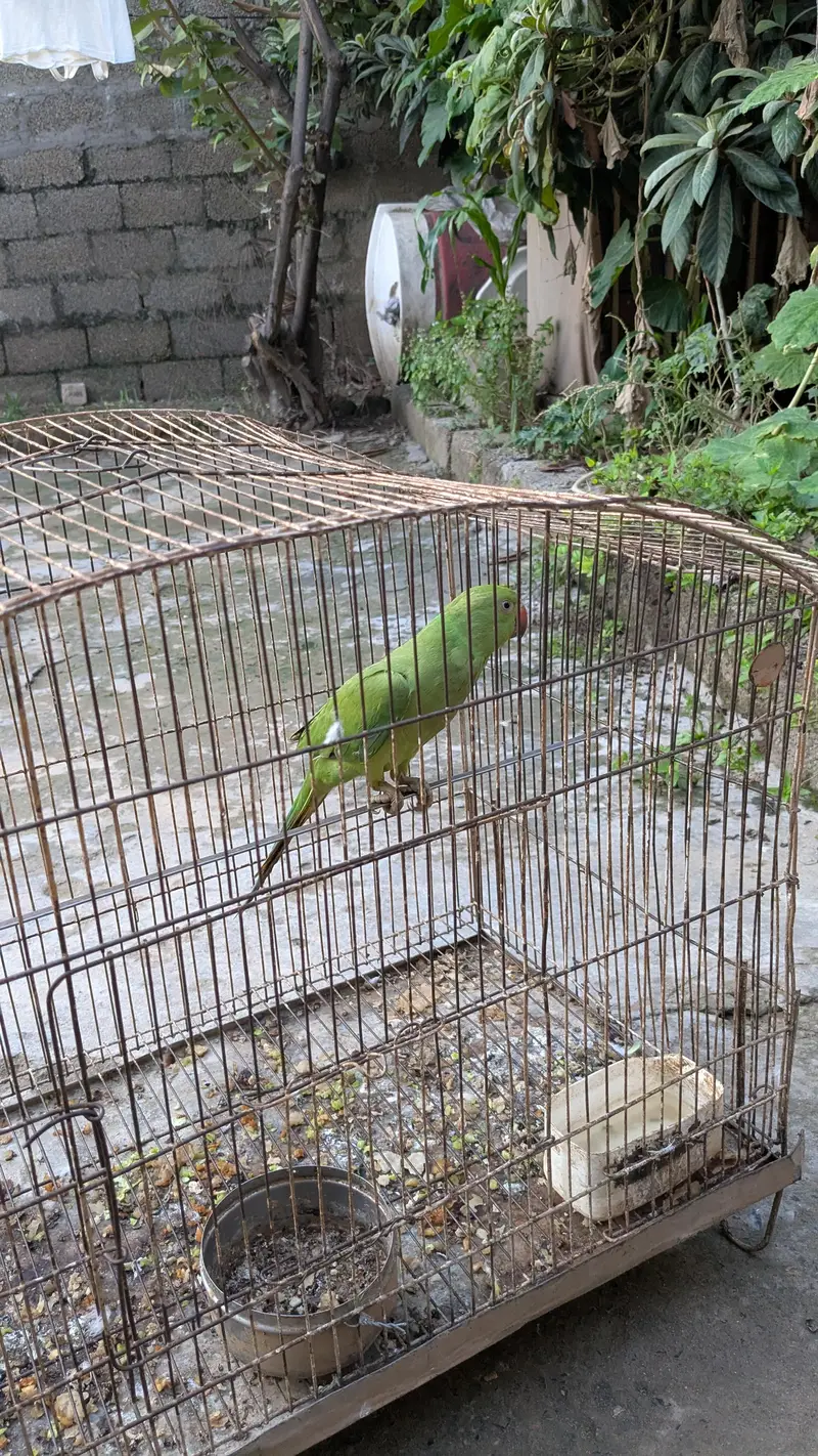 PARROT — photo 10
