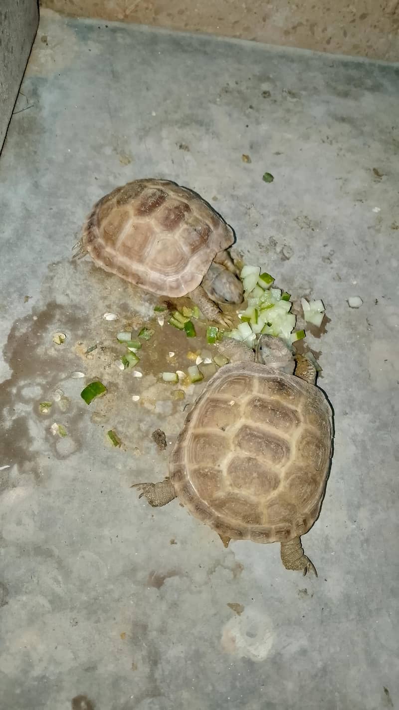 Russian Tortoise 0