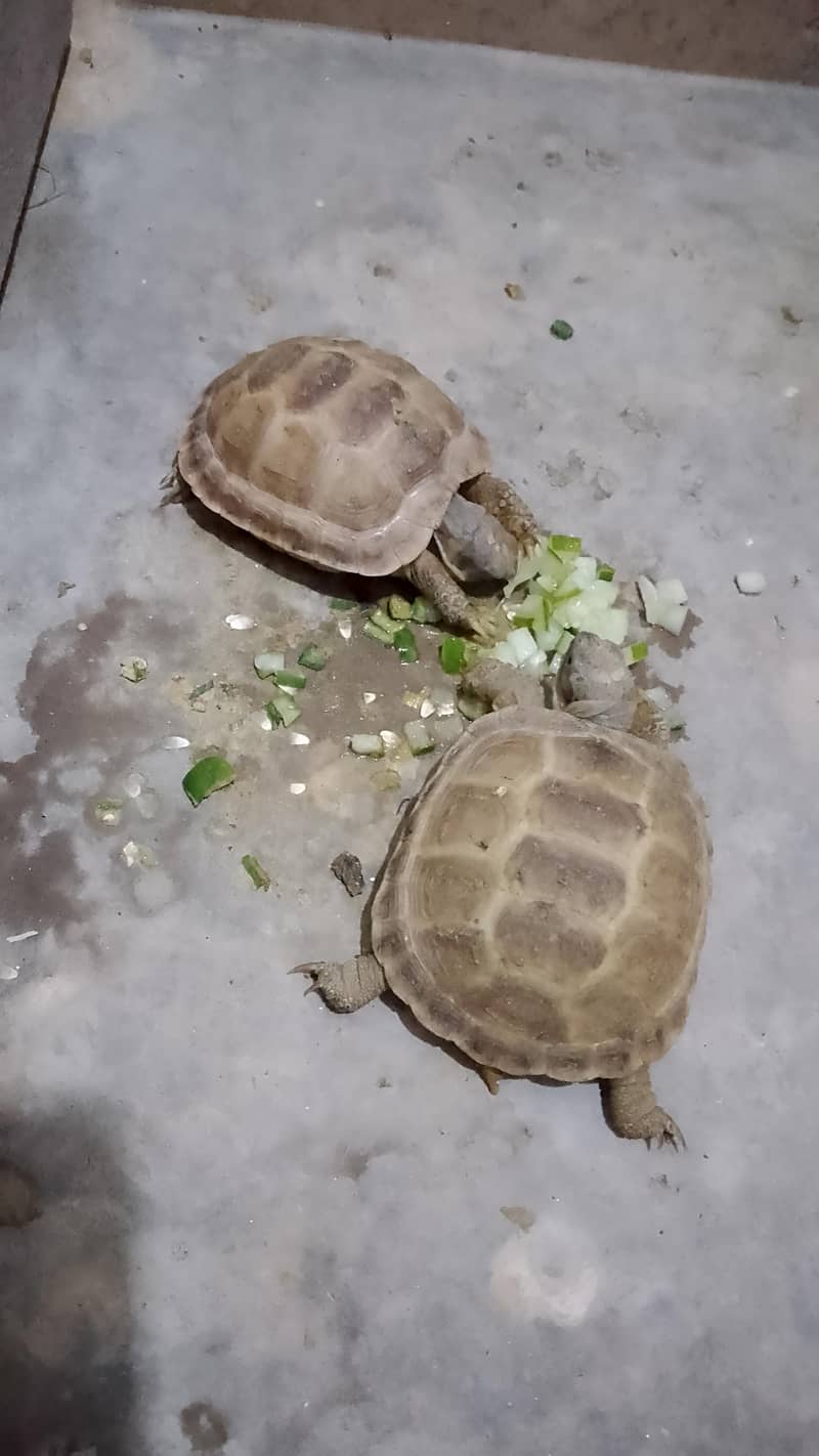 Russian Tortoise 1