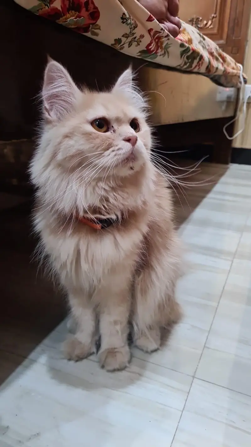 full Persian long coat cat for sale