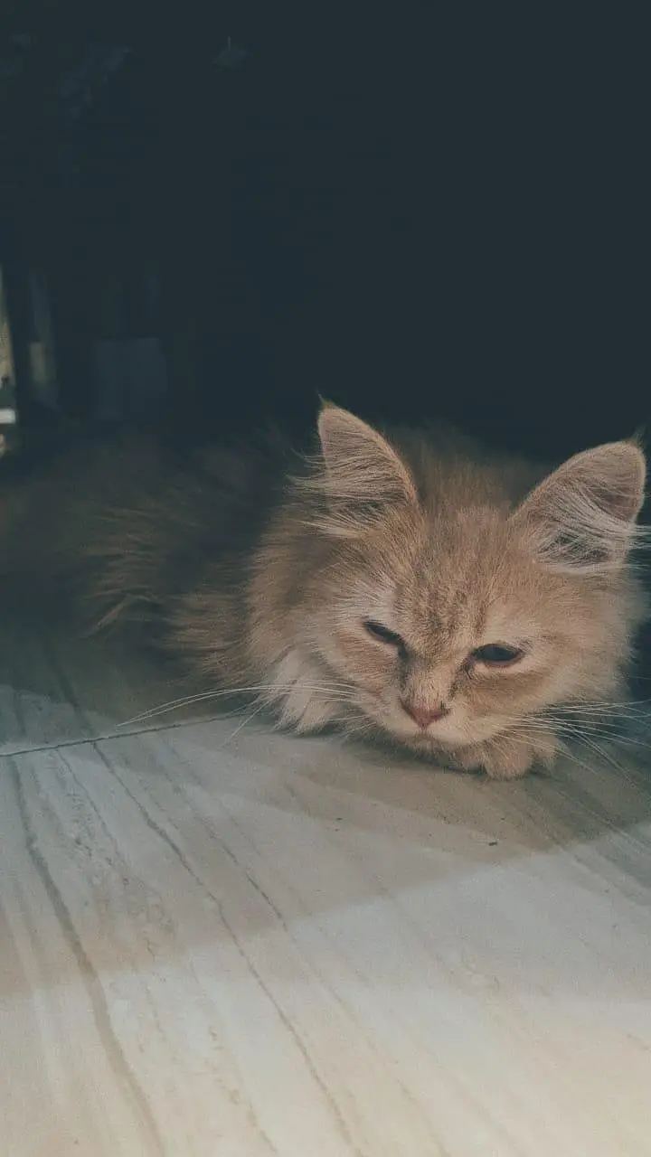 full Persian long coat cat for sale — photo 2