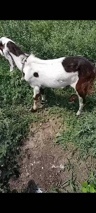 Bakra path for sale