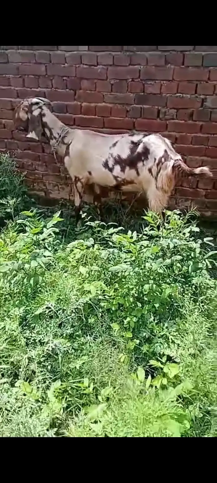 Bakra path for sale — photo 3