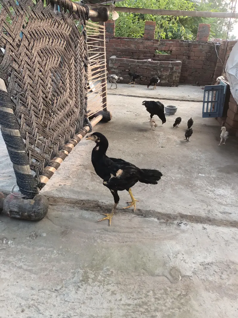 Aseel Murgiyan aur Murgyy — photo 2