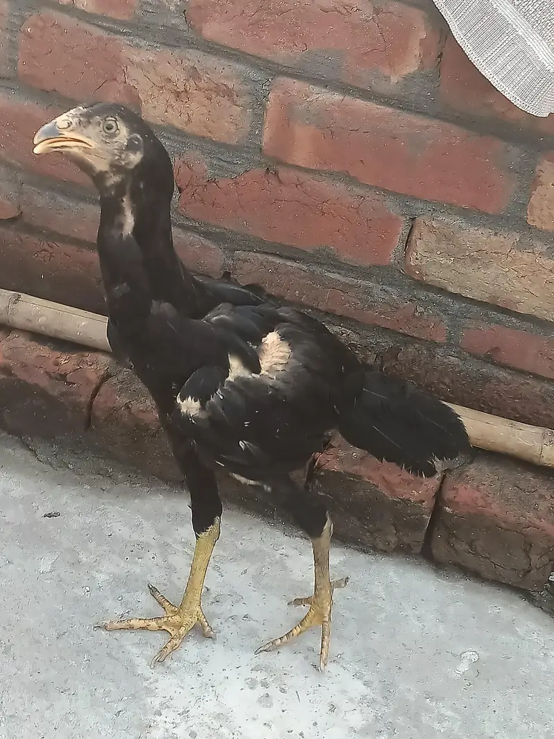 Aseel Murgiyan aur Murgyy — photo 3