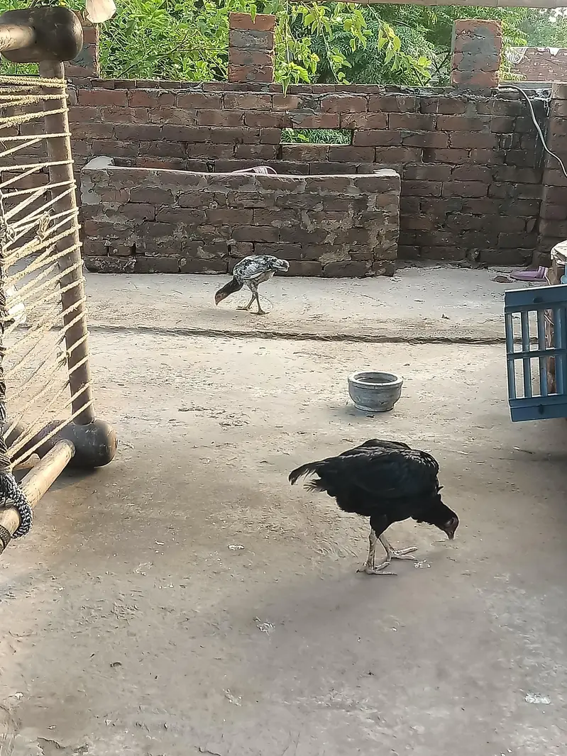 Aseel Murgiyan aur Murgyy — photo 4