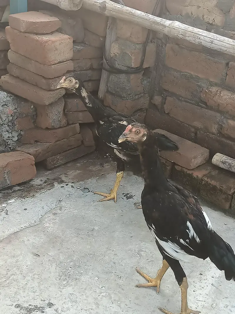 Aseel Murgiyan aur Murgyy — photo 5