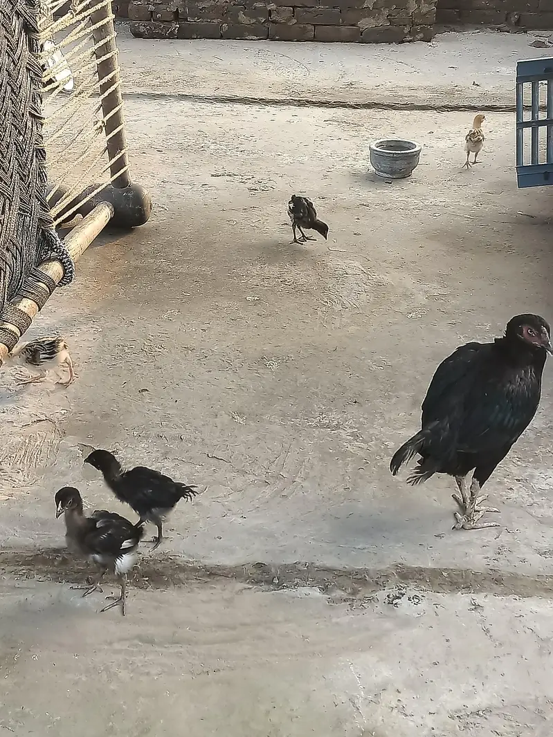 Aseel Murgiyan aur Murgyy — photo 6