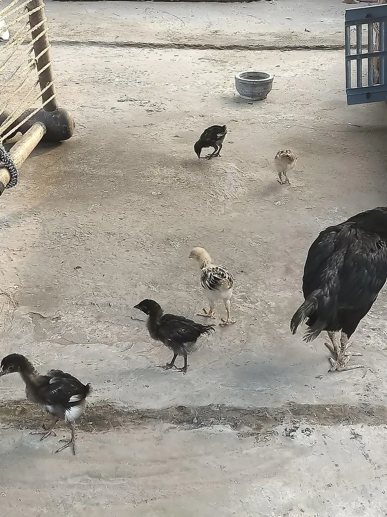 Aseel Murgiyan aur Murgyy — photo 7