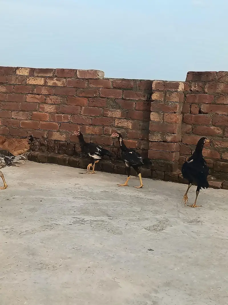 Aseel Murgiyan aur Murgyy — photo 8