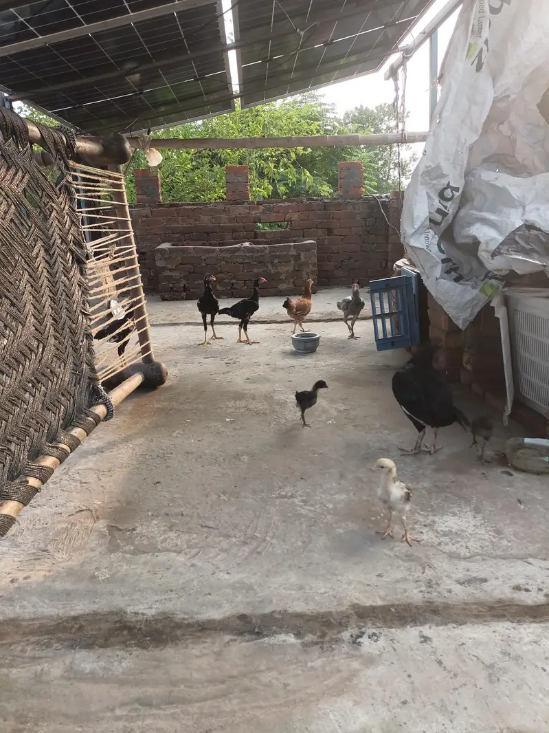 Aseel Murgiyan aur Murgyy — photo 10