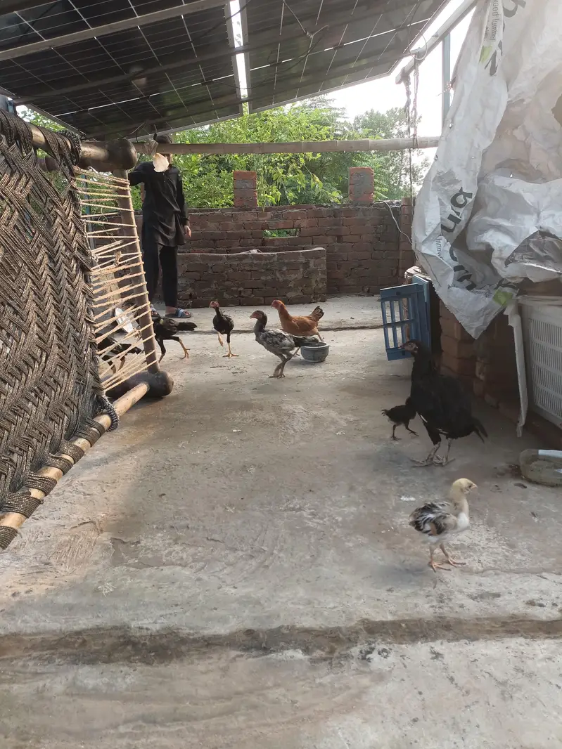 Aseel Murgiyan aur Murgyy — photo 11