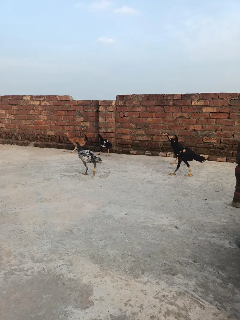 Aseel Murgiyan aur Murgyy — photo 12