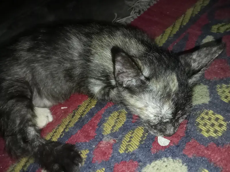 Two female kittens age 2 months only — photo 7