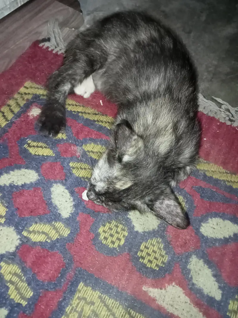 Two female kittens age 2 months only — photo 8