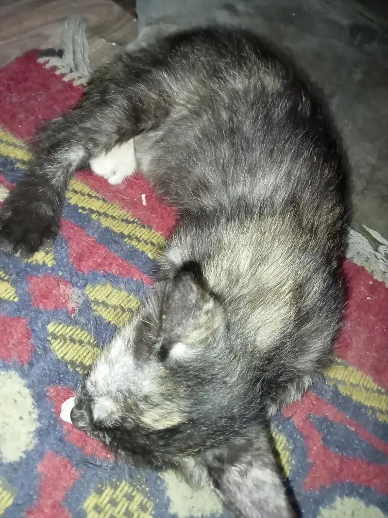 Two female kittens age 2 months only — photo 9
