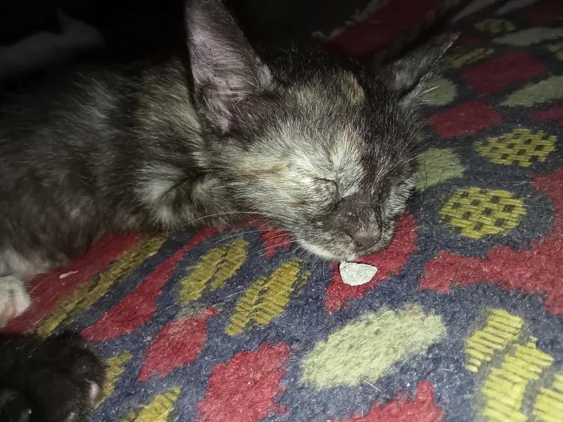 Two female kittens age 2 months only — photo 10