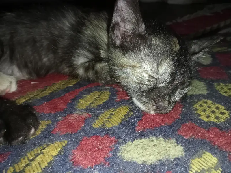 Two female kittens age 2 months only — photo 11