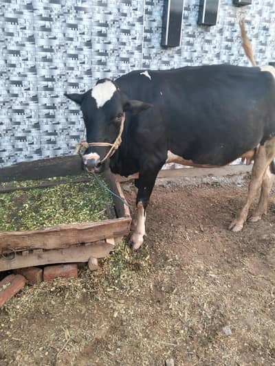 Friesian cross