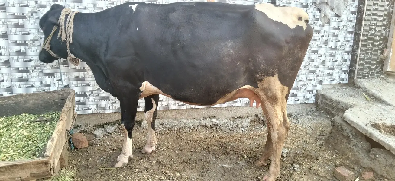 Friesian cross — photo 2