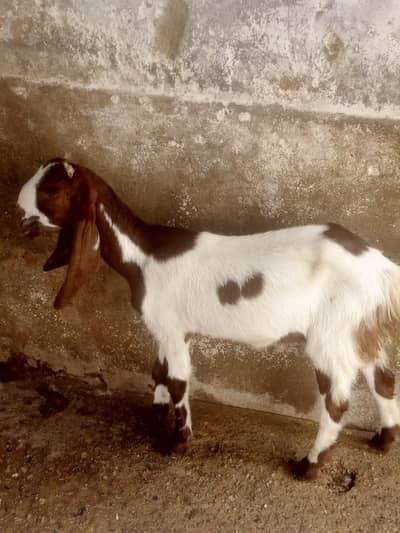 for sale female 6 month contact number 03155 911 647