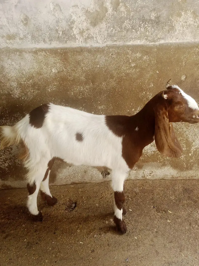 for sale female 6 month contact number 03155 911 647 — photo 2