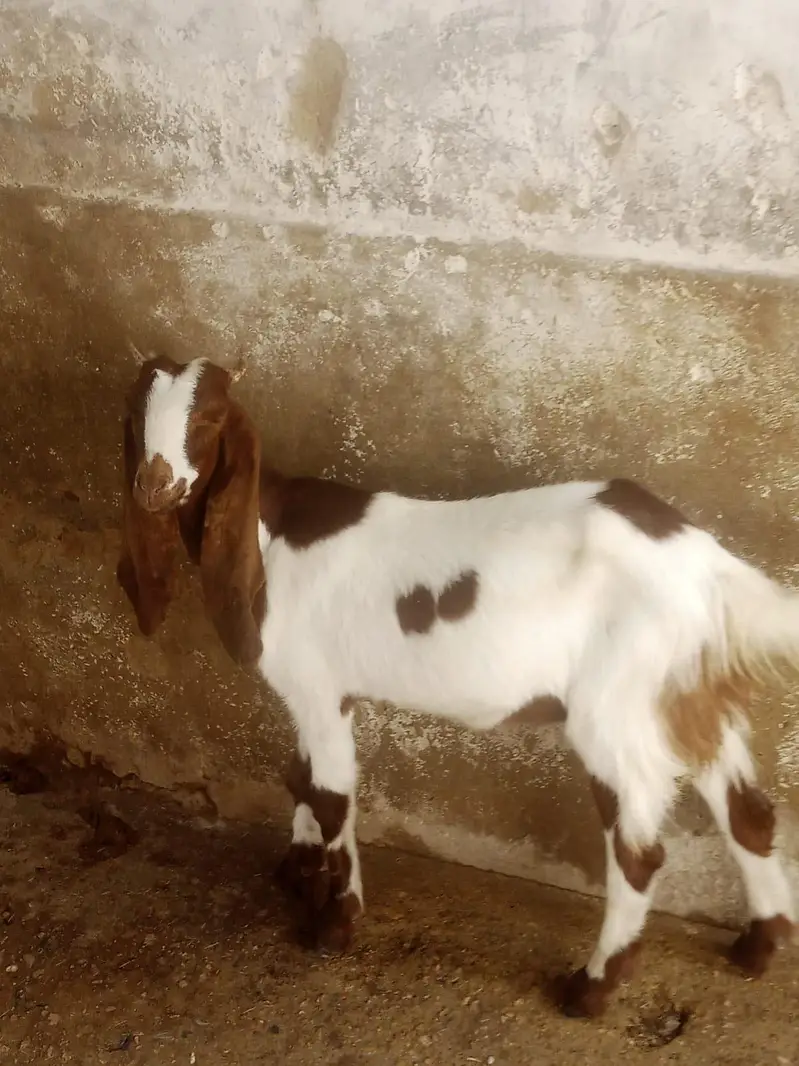 for sale female 6 month contact number 03155 911 647 — photo 3