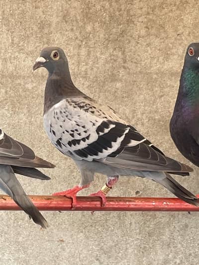 Qasid pigeons for sale