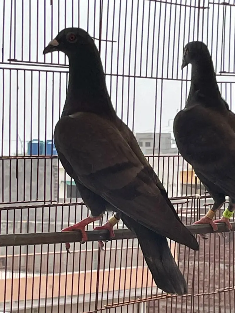 Qasid pigeons for sale — photo 2