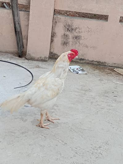 Aseel heera for sale full active murga white nok nali